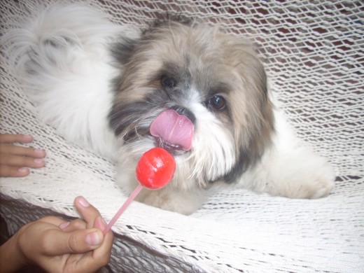 a Figo le gustan los chupetes.